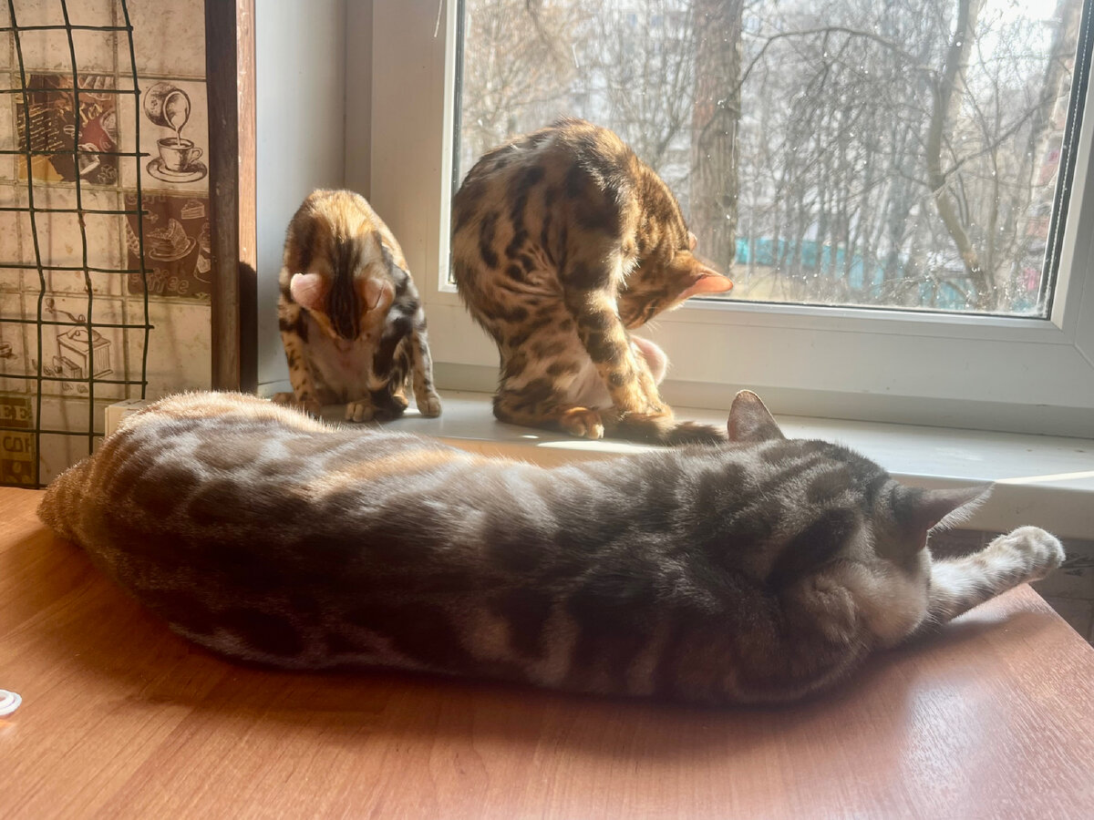 Утро в питомнике Russicats