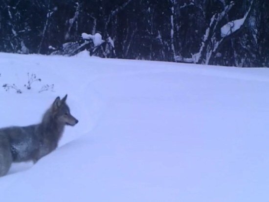     Скриншот видео заповедника "Шульган-Таш"