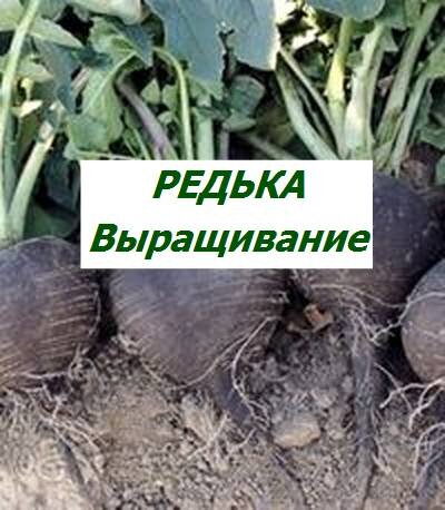 редька выращивание