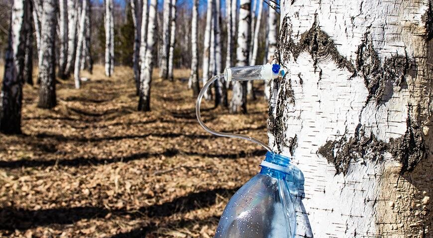 Установка капельницы - самый щадящий способ добычи березового сока для самого дерева. Для этого дрелью просверлите отверстие глубиной от 2 до 5 см и вставьте в отверстие наконечник капельницы. Противоположный наконечник без медицинской иглы поместите в бутылку или пакет.