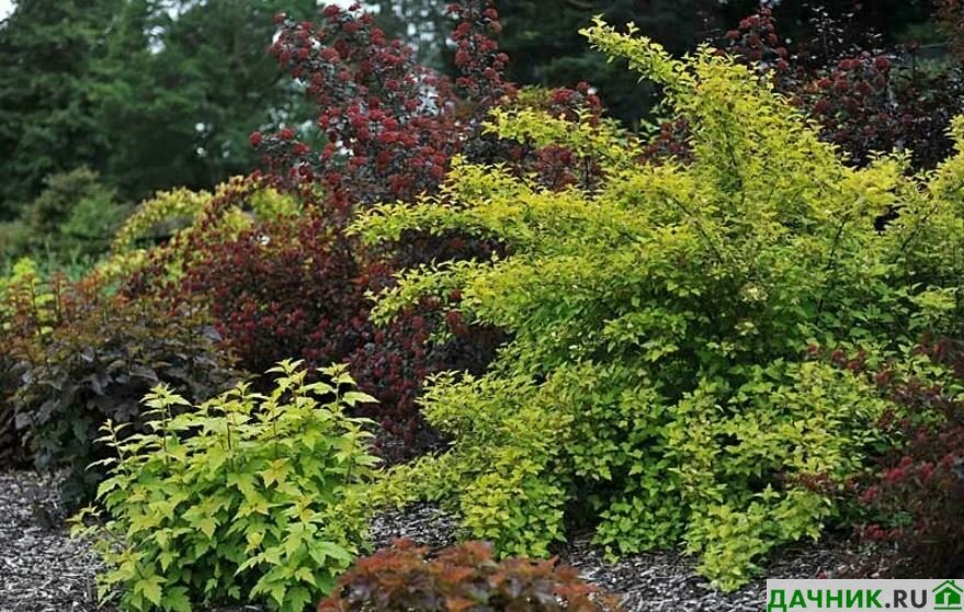 Природные условия произрастания