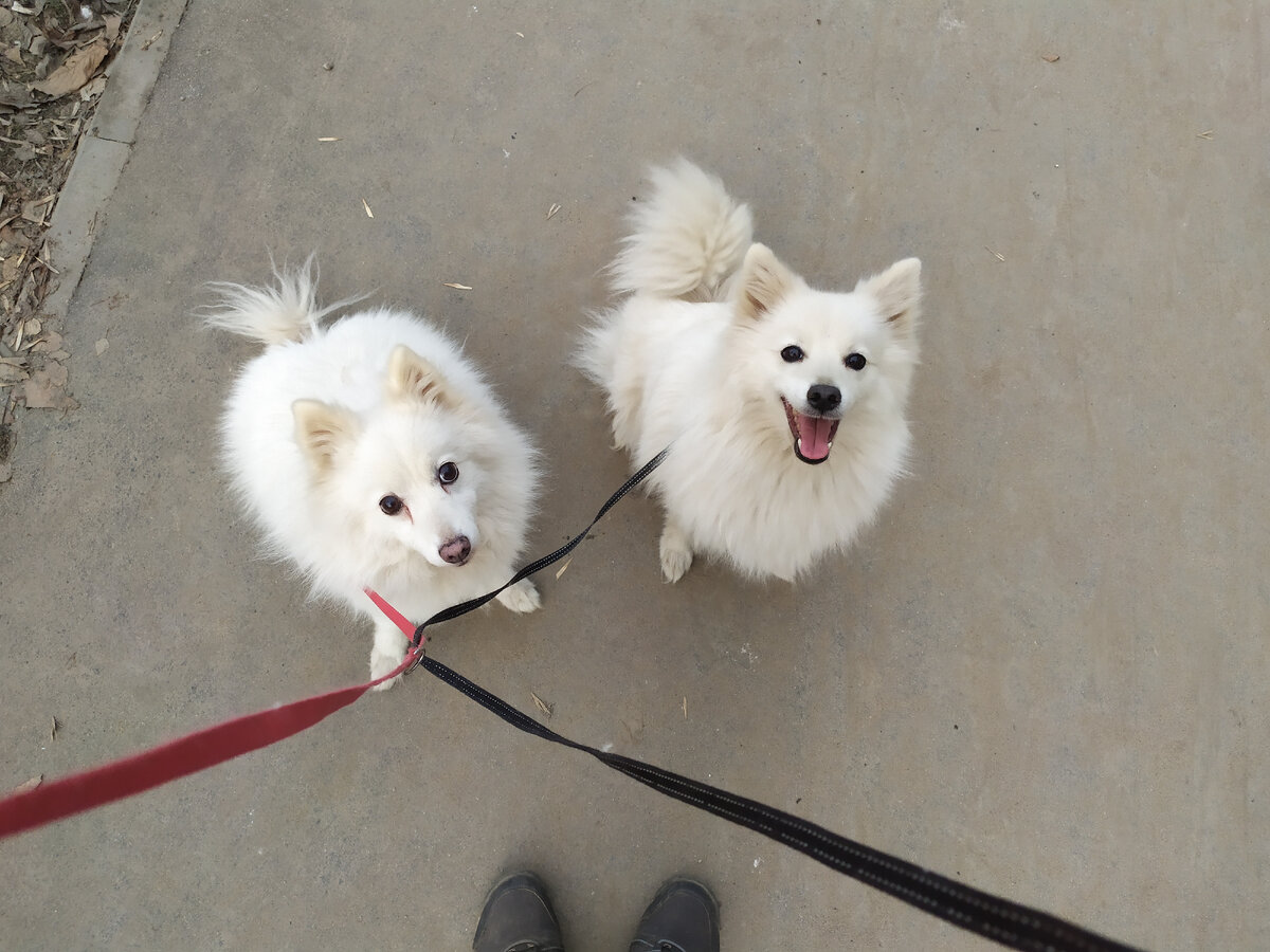 Слева Мотя, справа Юки