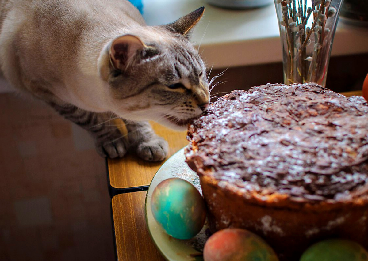 ���������� ������. ��������, ������� ���� �����. �������� ����: pikabu.ru