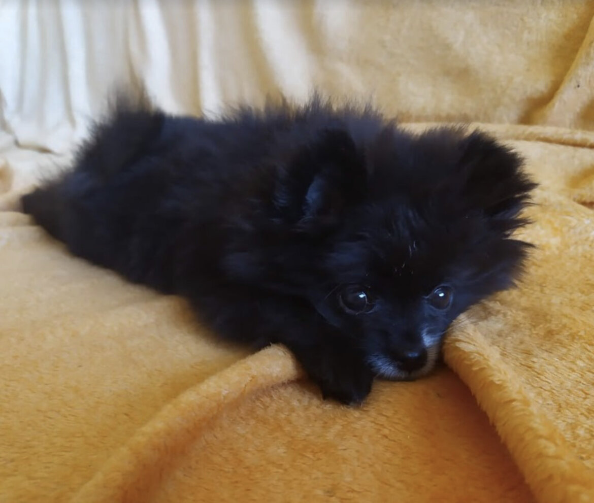 Первый день дома, возраст 2 месяца