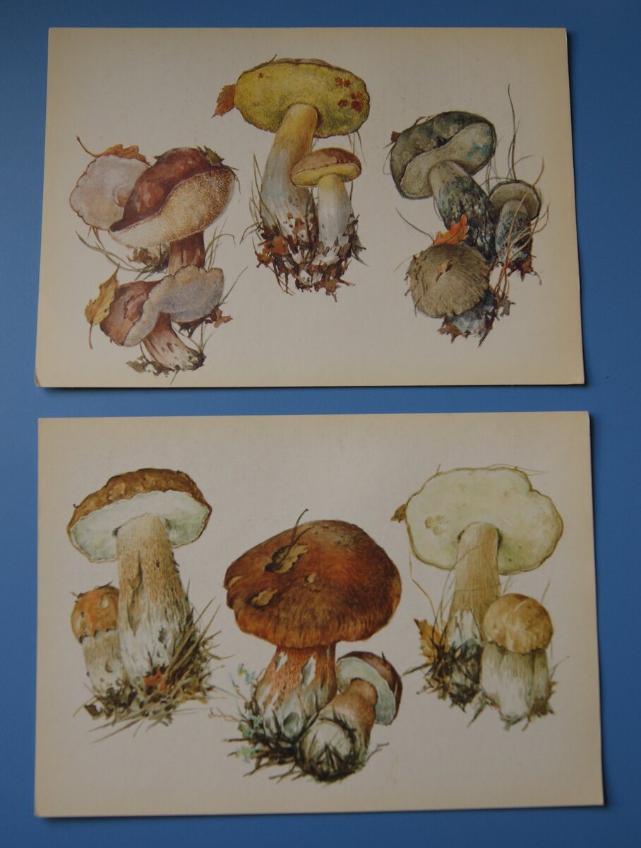 Описание гриба синяка (гиропорус), особенности применения