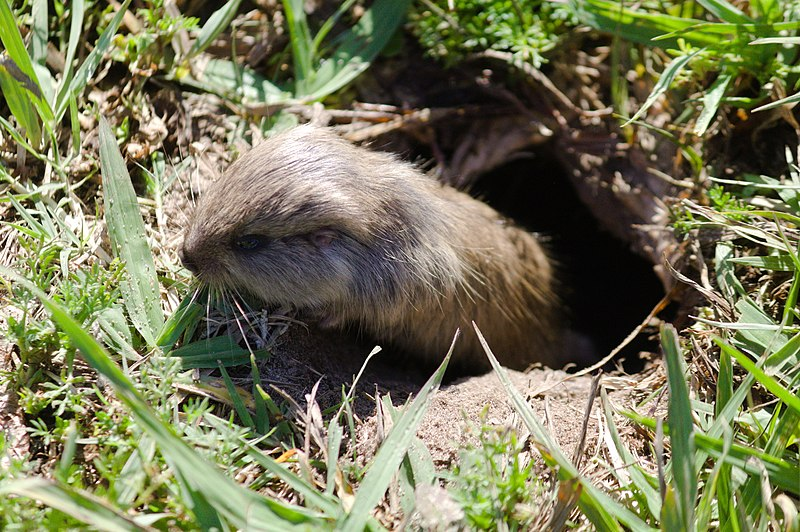 - Атас! Двуногие туканутые пришли!