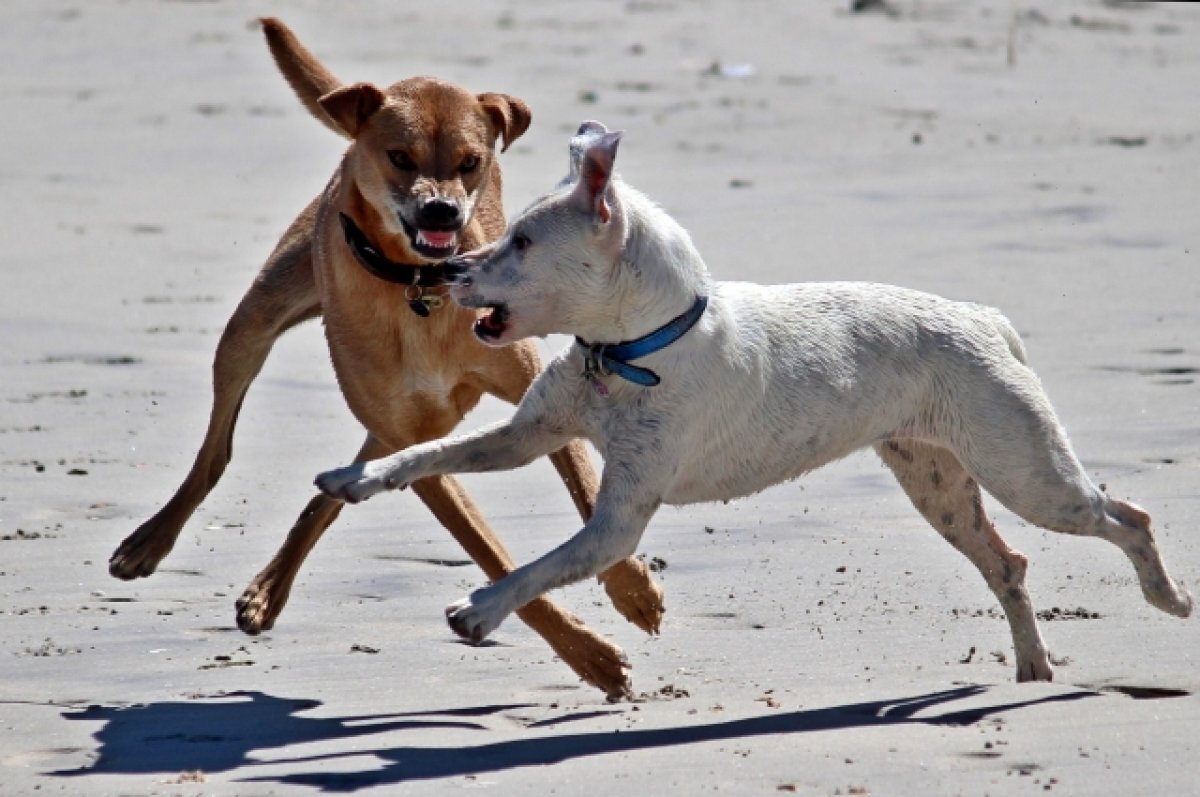    Бешеные псы. Почему жертв нападения бездомных собак становится все больше