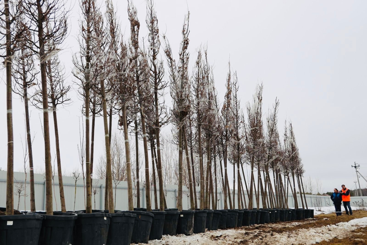 Более 170 саженцов было закуплено