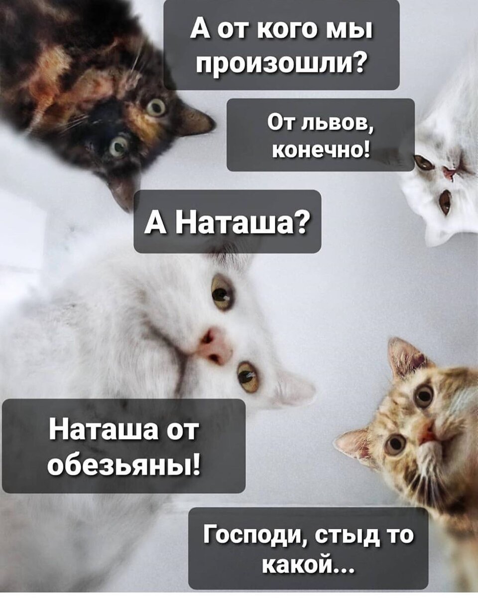 Наташа и коты мемы