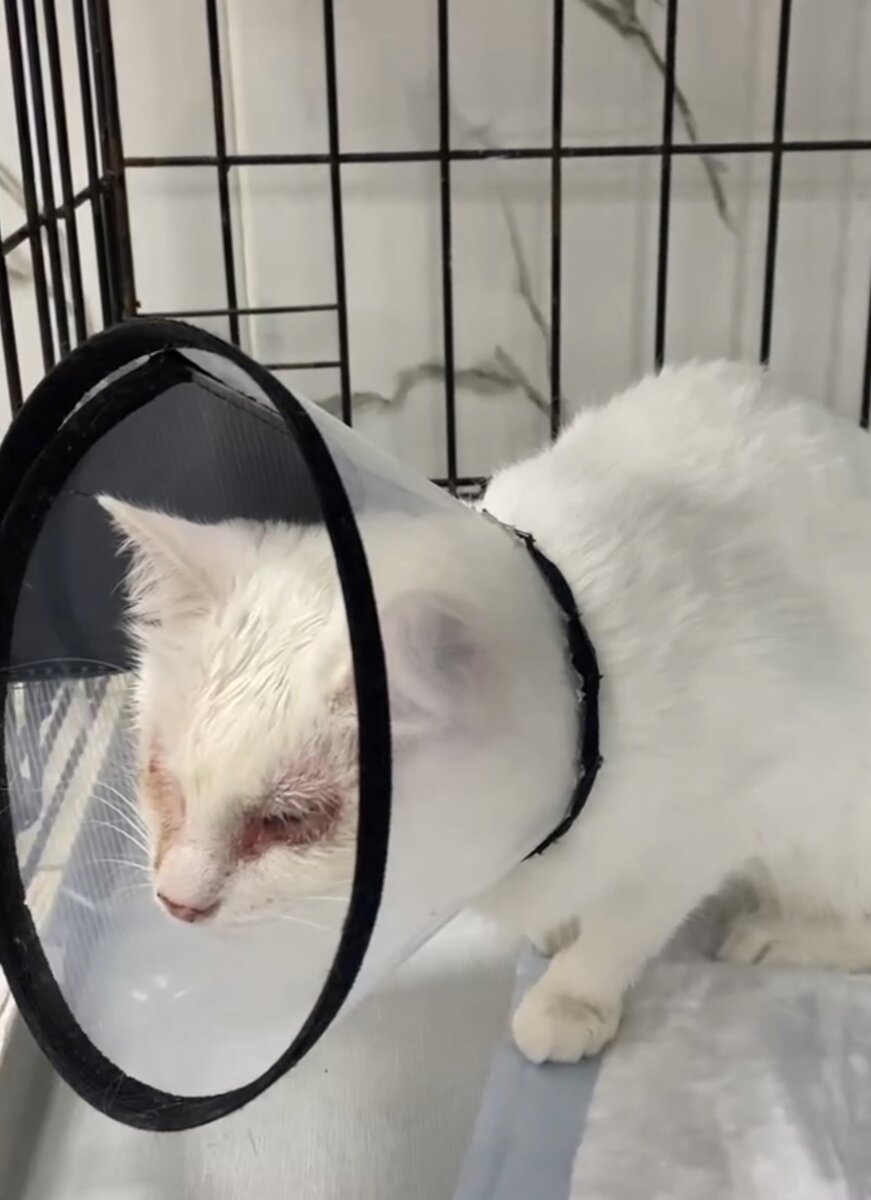 Венеция сразу после прибытия в клинику 