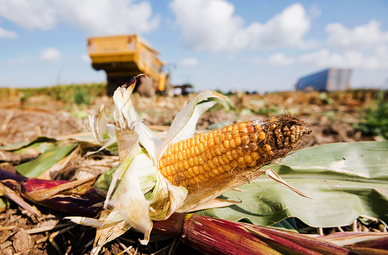    © Julian Stratenschulte/dpa/picture-alliance/ТАСС