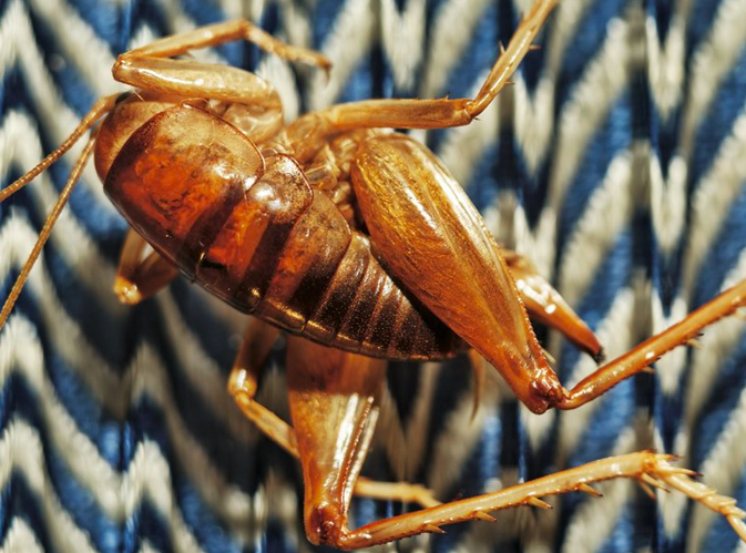 Сверчки! В чипсах, энергетических батончиках и прочей еде. Фото: Грант Корнетт