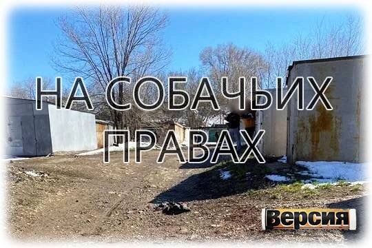   На собачьих правах