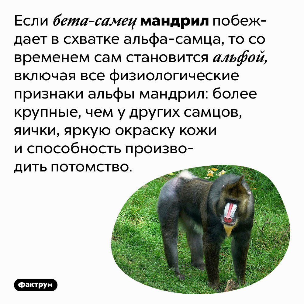 мушки дрозофилы сцепленное наследование. альфа самец мужчина. как стать альфой. признаки самца. альфа мужчины поведение.