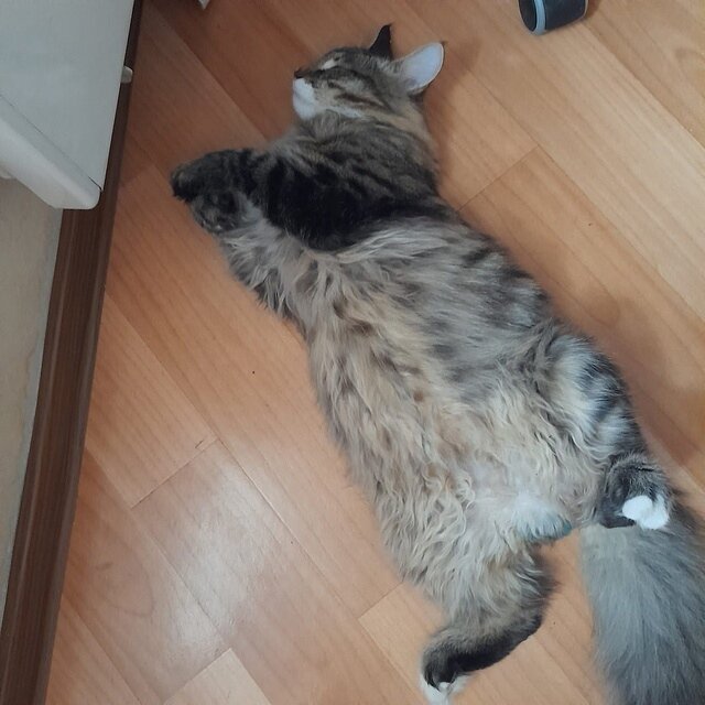Мастер по лежанию. 