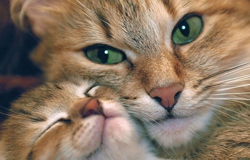      Добрая кошка воспитывает добрых котят.