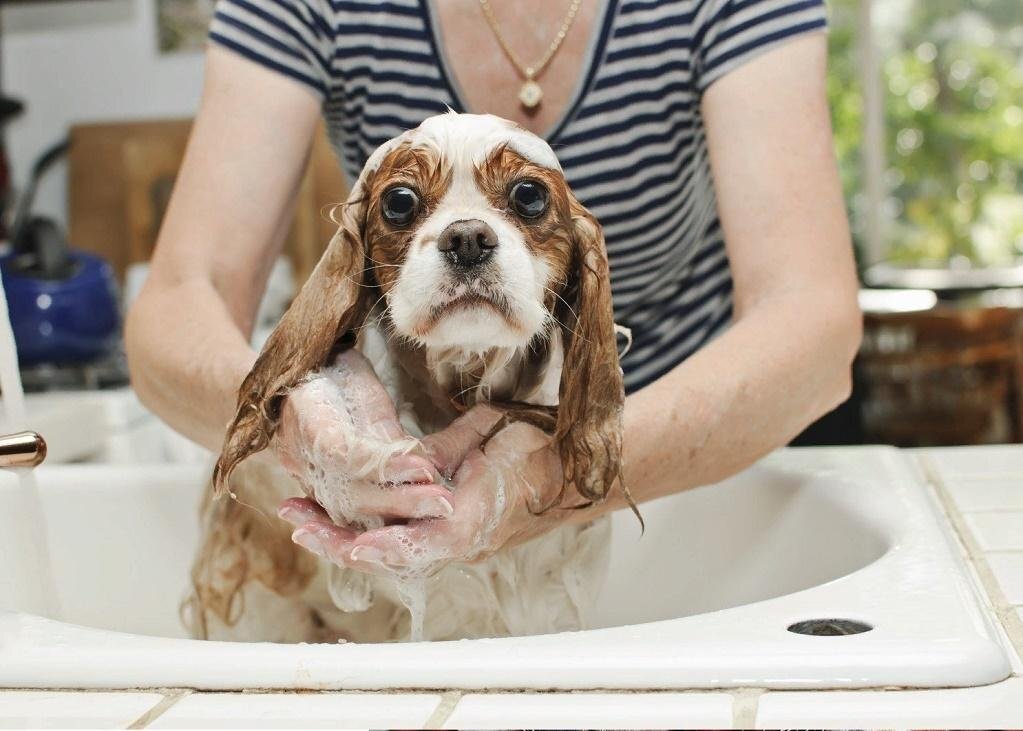      Эта собака явно не очень любит мыться.