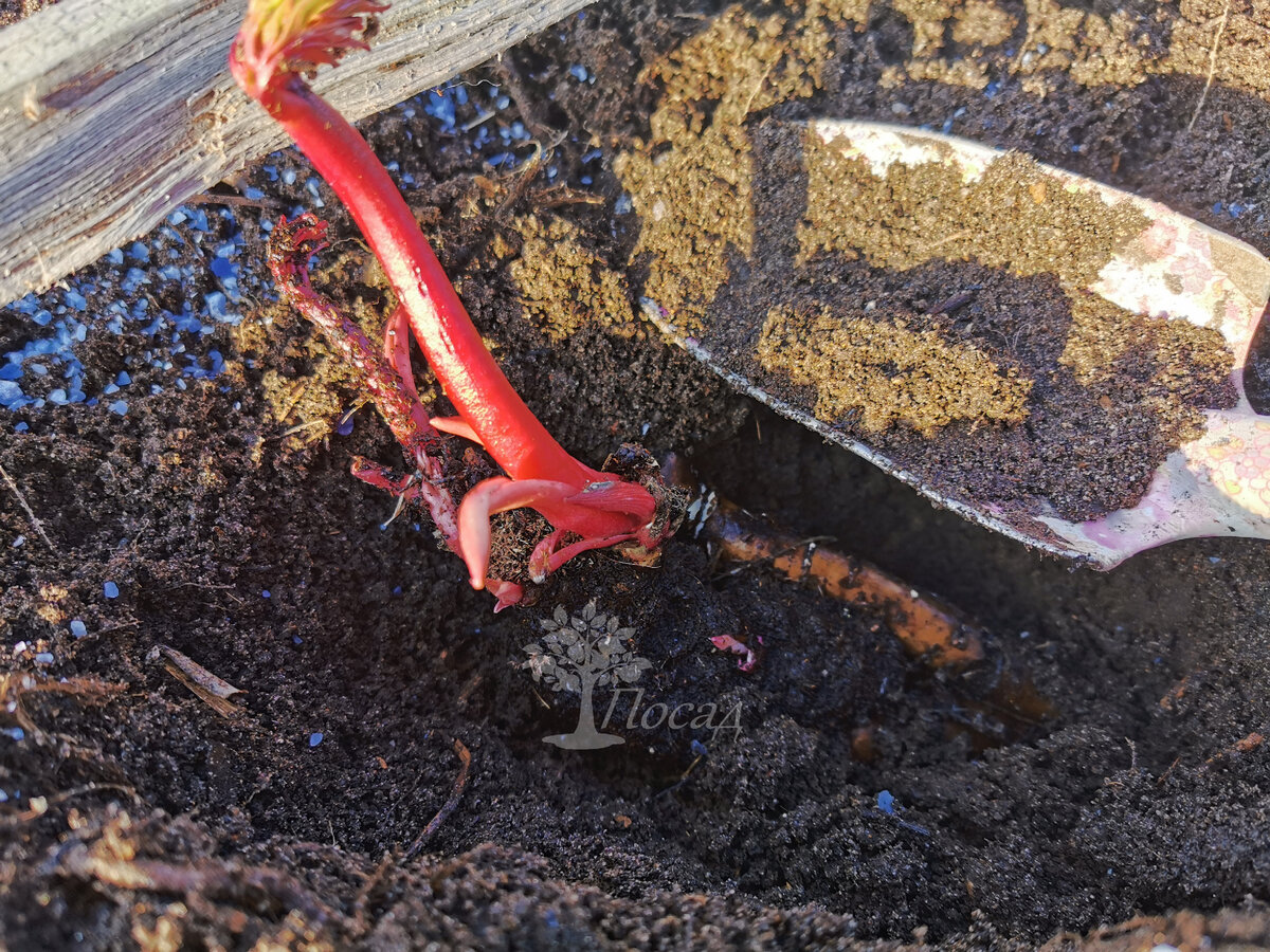 Некрасивых пионов нет. Поэтому, если не готово место, лучше не брать корешок. Или высаживать его временно в горшок.