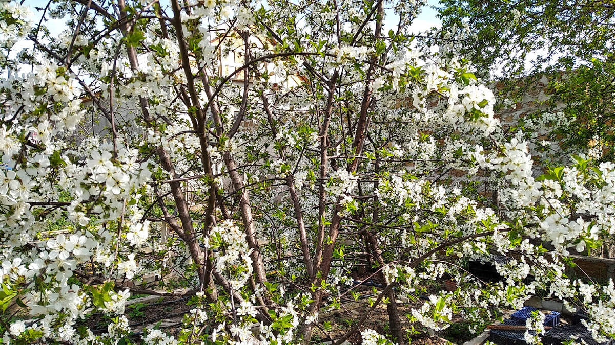 Наш вишнёвый сад. Листайте!