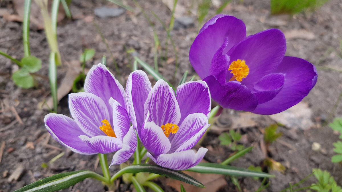 Крокусы