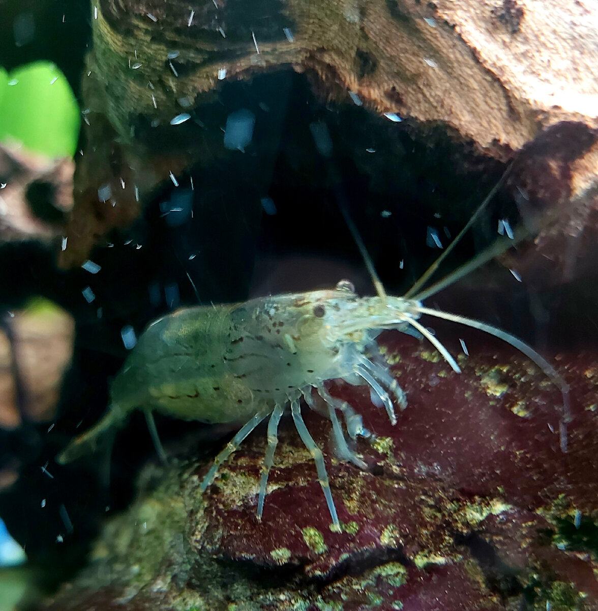 Креветка Амано