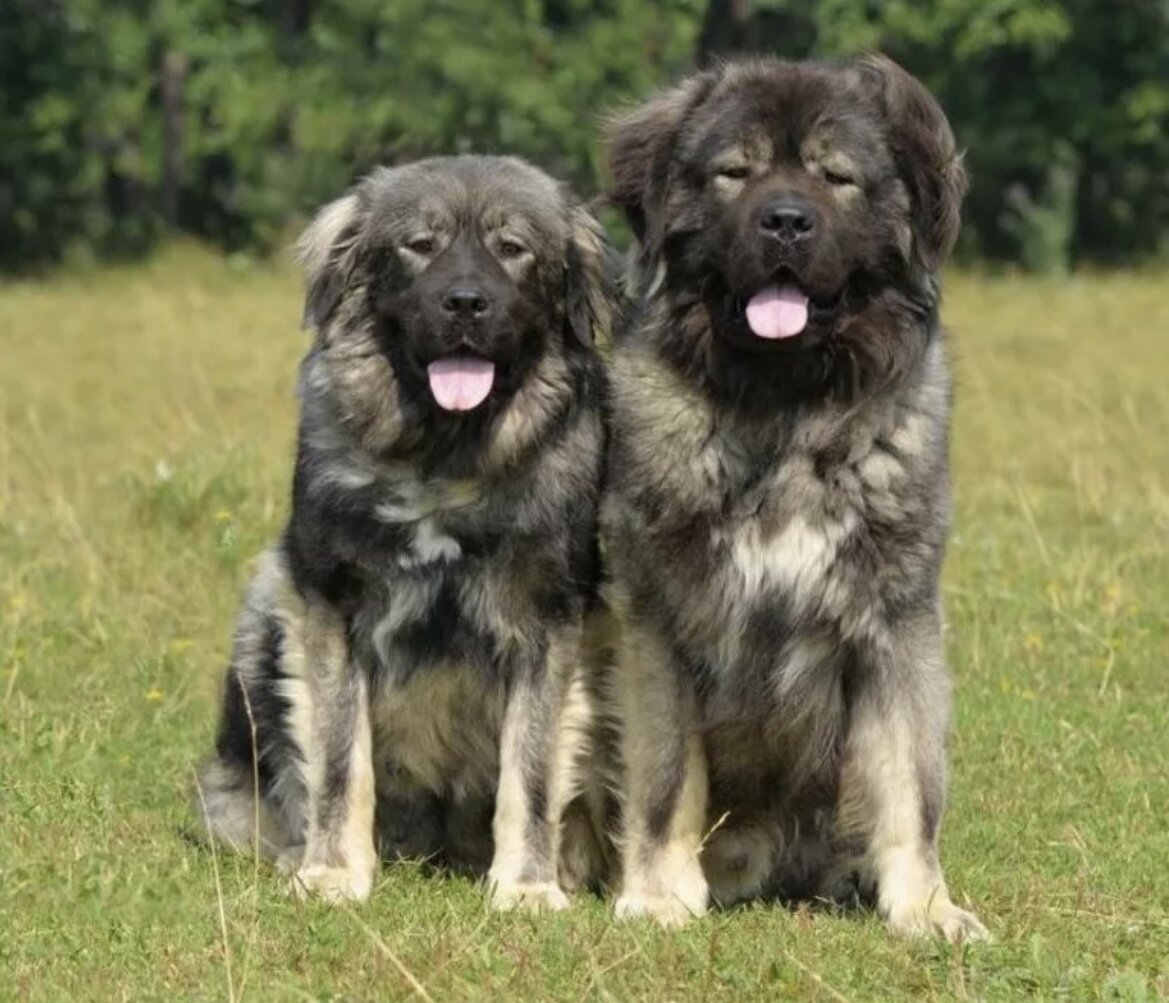 Северокавказская овчарка. Кавказская овчарка породы волкодав. Алмаз императрицы питомник кавказских овчарок. Овчарка кавказская бобтейл. Кавказская овчарка медвежьего типа.