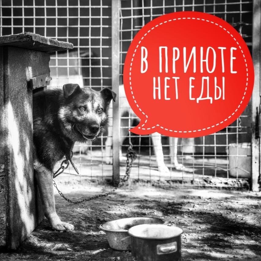 День стольника в приюте "Омские хвостики"