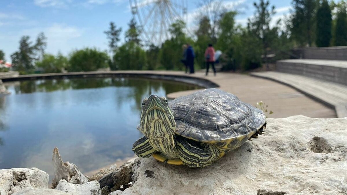 Выпустим черепаху. Парк черепах. Черепахи в ЦПКИО Волгоград. Волгоград черепахи. Черепахи в парке Орехово Зуево.