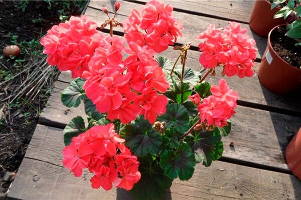 Размеры растения