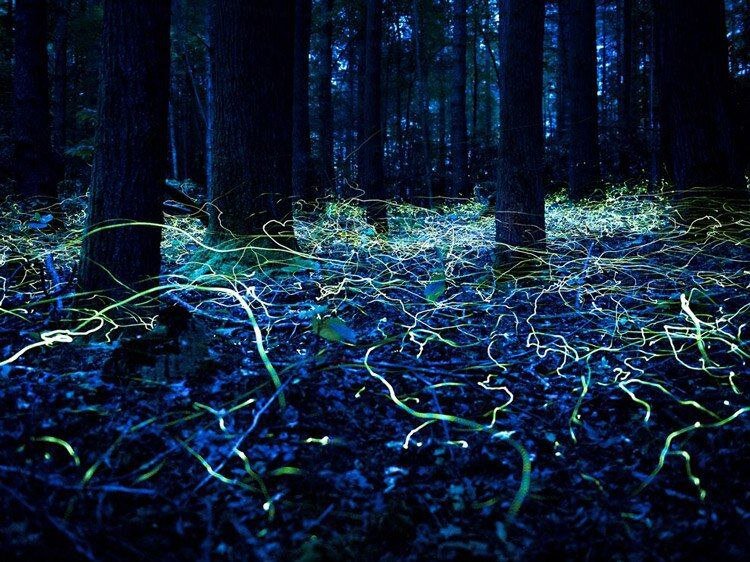 Красивое фото леса на длинной выдержке с сотней светлячков 