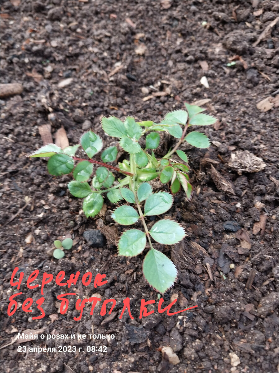 Бутылку сняла неделю назад, роза отлично себя чувствует и без неё 