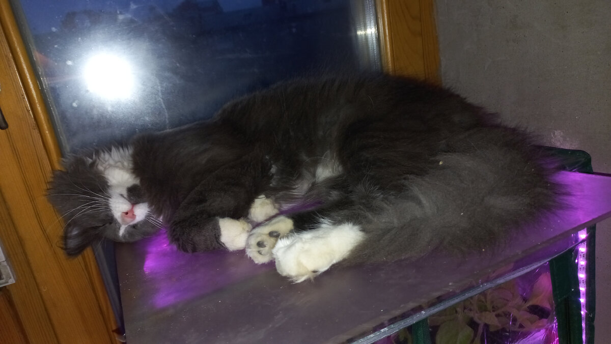 Так сладко спится на посту