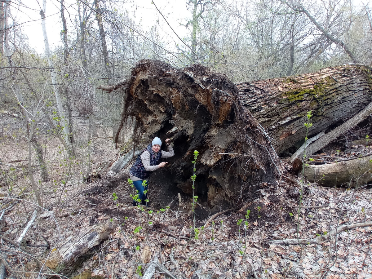 видали размерчик осины?