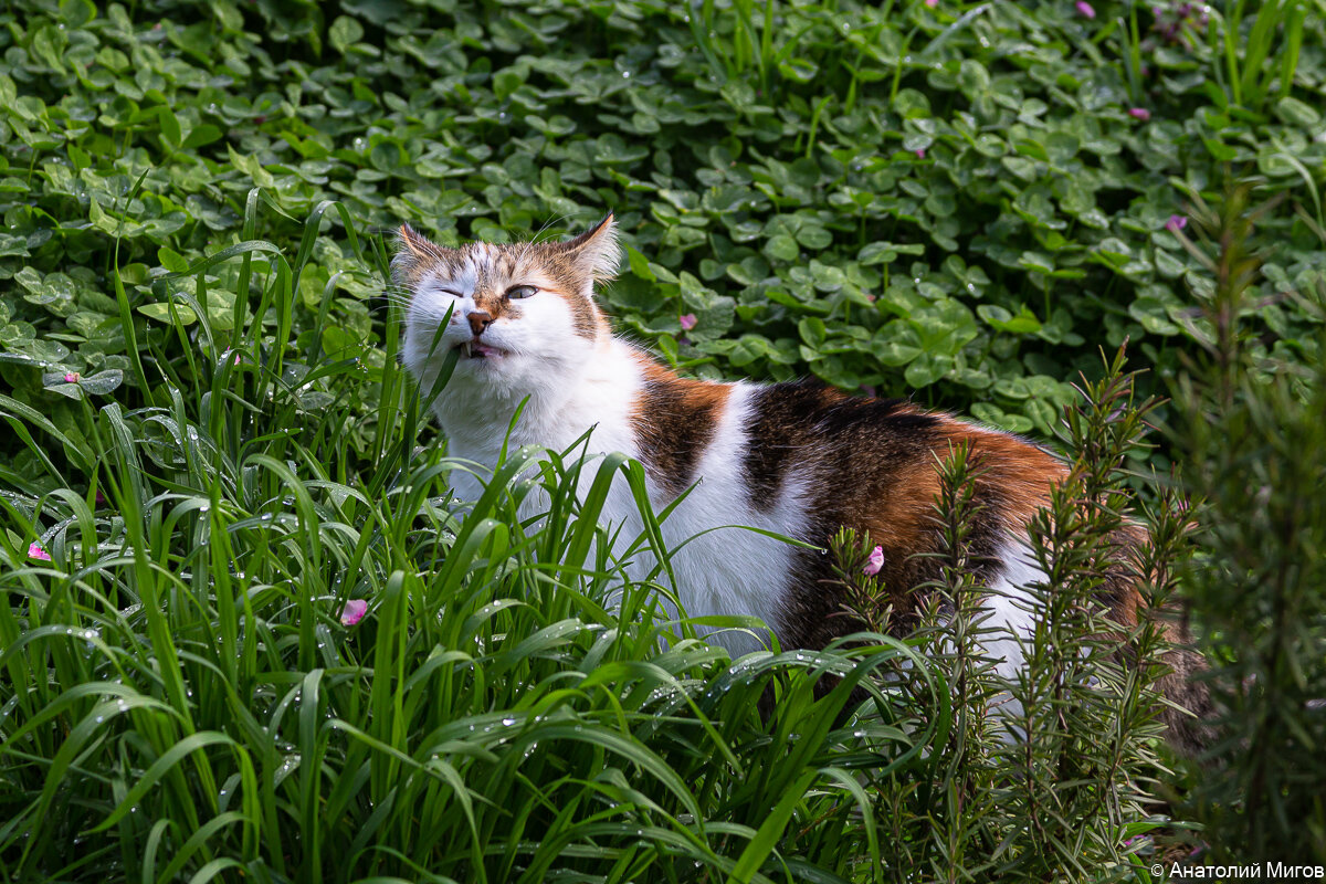 Мы не сеем и не пашем..., извините, не полем. Но косим | Дневник ...