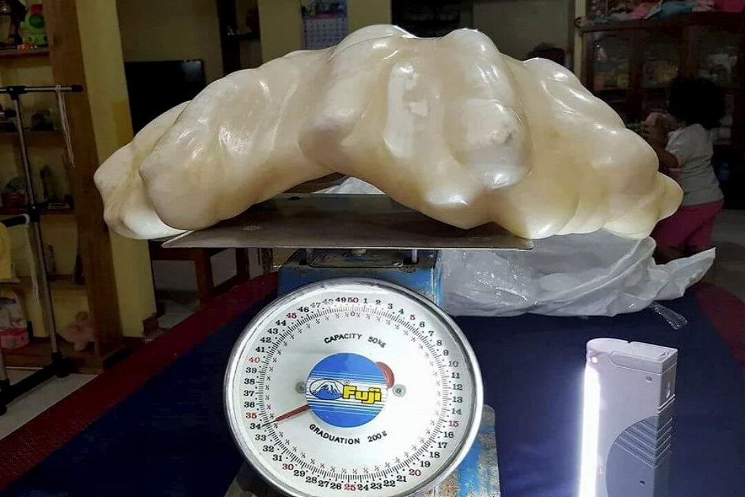 самая большая жемчужина в мире 34 кг. жемчужина 34 кг филиппины. жемчужина пуэрто. жемчужина 34кг самая большая. жемчужина пуэрто.