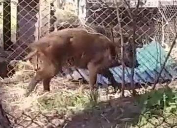    Скриншот из видео в Телеграм канале Рязанская сплетница