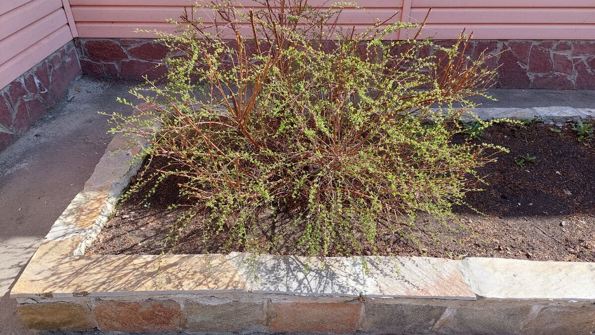 А это тот-же кустик на следующий день зеленеет.