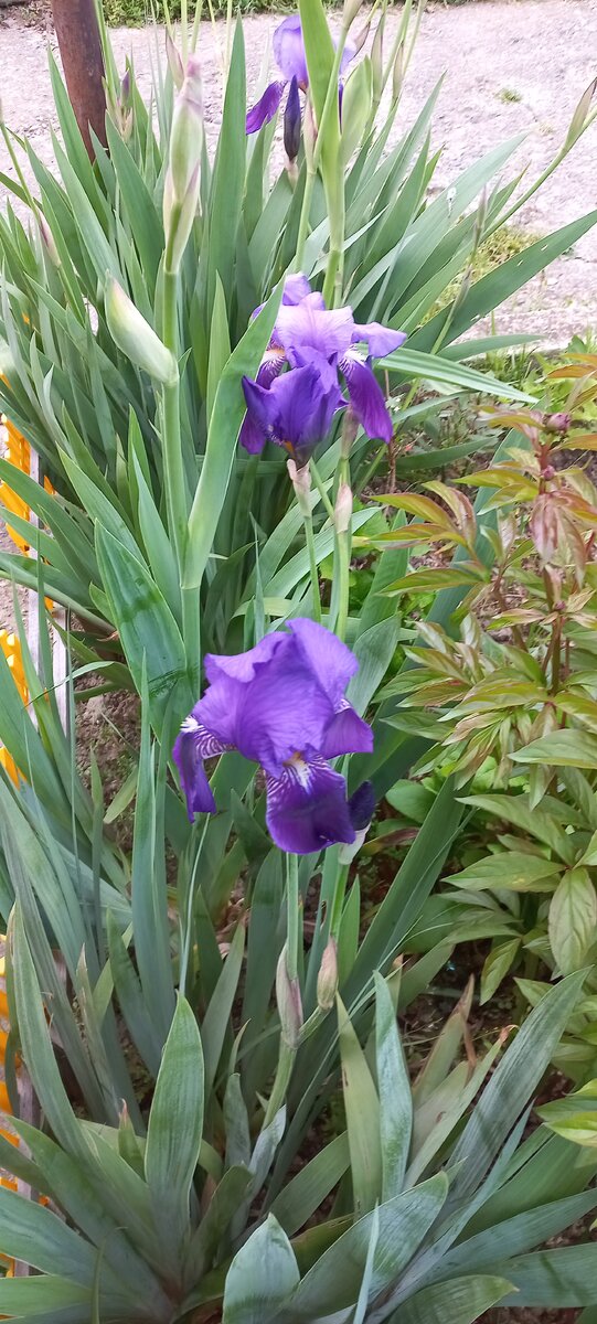 Как обычно, в их цветение начинается ветродуй.