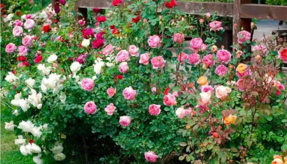 Роза флорибунда: посадка, обрезка и сезонный уход за красавицей розой