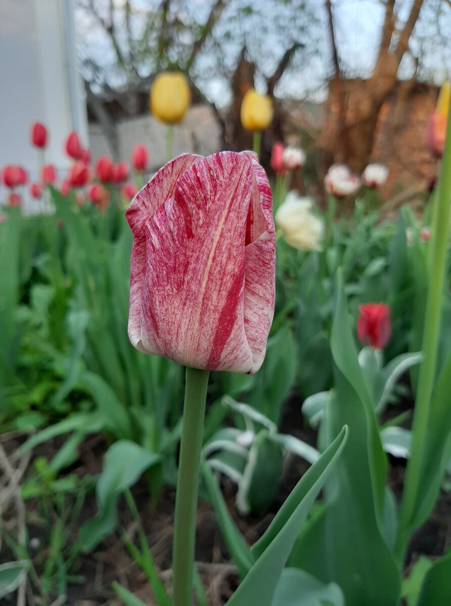 Этих тюльпанов уже нет. Мыши съели, увы