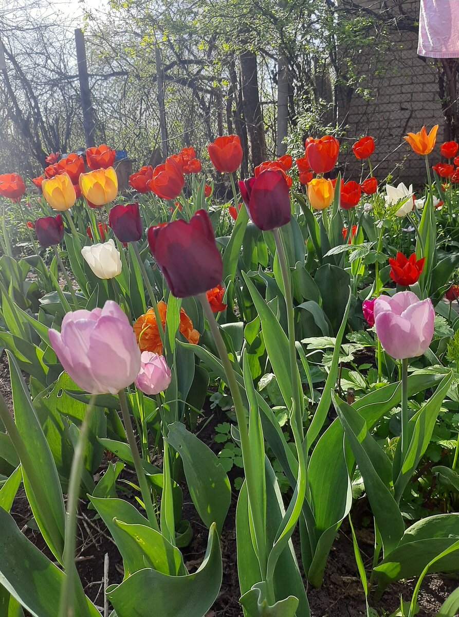 Мои тюльпаны 2 года назад