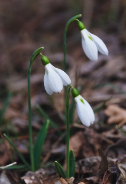 Подснежник