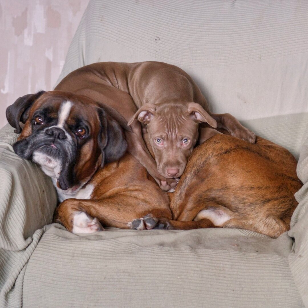 Маленький щенок в табели о рангах ни на что не претендует. Ведь он для этого просто ещё мал. Поэтому он безропотно подчиняется всем старшим вокруг. Кроме своих сверстников. Примерно с 1,5 мес. он начинает воспринимать главенство окружающих и оценивать каждого в своём окружении. Это период его первичной социализации в своей семье. Именно в этом возрасте заводчик отнимает его от матери и передаёт в новую семью. Там и начинается процесс его адаптации, социализации и воспитания. (Или его отсутствия.) Именно в этот период важно, как будут начинать выстраиваться будущие отношения. И не надо смотреть, что щенок ещё мал и неуклюж. Он каждый день усваивает уроки окружающей действительности. И учится самым интенсивнейшим образом! 
Пока его деятельность ограничивается играми. Если это щенок крупной породы – его размеры уже не так уж и малы, а двигательная активность зашкаливает. Поэтому уже на этом этапе можно отучать собачьего ребёнка от будущих вредных привычек. Например, кидаться на ноги всей массой. Поэтому запрет «Фу» или «Нельзя» — одна из первых команд, наряду с кличкой, которую щенок должен усвоить. И пока доминирующая собака ещё «дремлет» — это очень эффективно