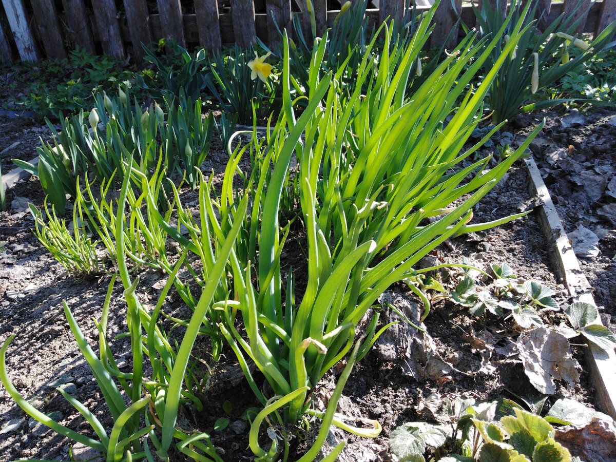 Лук-батун тонколистный растет с прошлого года: густо
