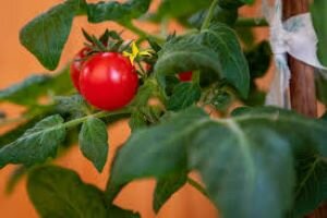 Декоративные помидоры