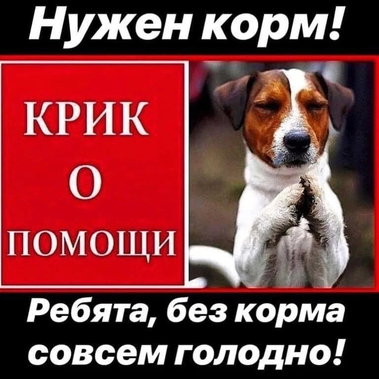 Картинка помощь приюту