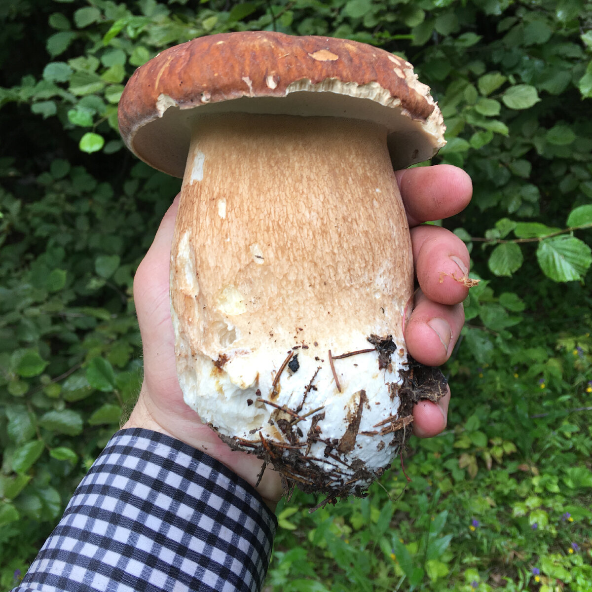 «Сетчатая бомба» огромная обезврежена….Север Подмосковья июль 2019….