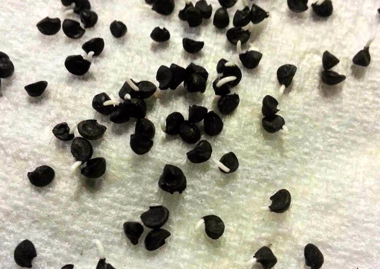 Подготовка семян