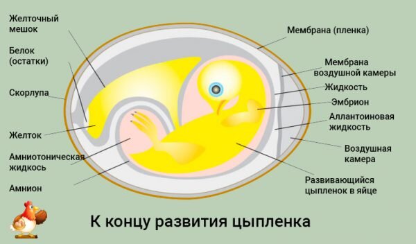 
Что мы можем увидеть, если сейчас просвечивать?
