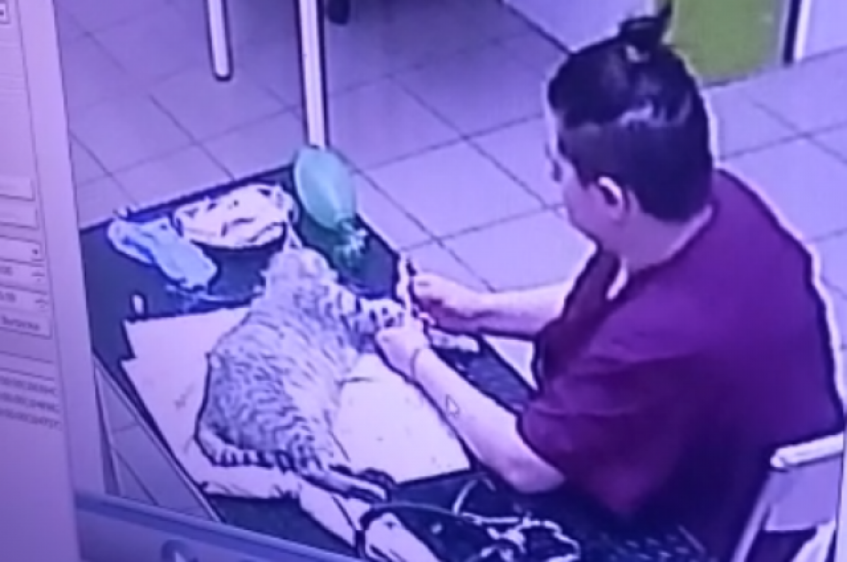    Хозяйка кота Елизавета заявила об инциденте в полицию и собирается подать на клинику в суд.